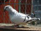 DSC03433