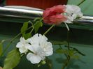 DSCN8807