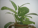 DSCN3350[1]