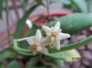 primele flori- pymenteliana
