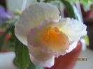 lemon orhard(SS)