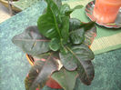 croton -trimis Camelia