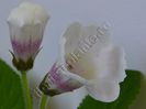 Gloxinia Jolly Rain II