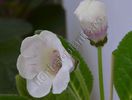Gloxinia Jolly Rain II
