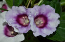 Blue Picotee