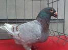 IMG427