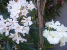 DSCF0132