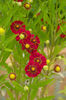 Helenium autumnale Helena Red Shades