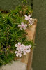 Remontanta la Phlox Subulata