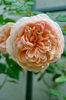 Abraham Darby val2 floare