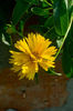 Coreopsis