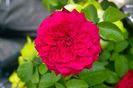 Red Leonardo Davinci val2 floare