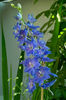 Delphinium 1