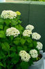 hydrangea arborescens annabelle