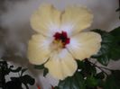 Lutea