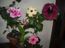 Hibiscus grup