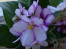 DSC01950