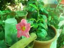 DSCN4792