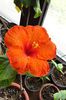 hibiscus Fire Engine