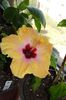 hibiscus Yellow Holiday sau  Safran