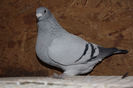 IMG_0642 - Copy