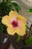 hibiscus Safran