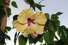 hibiscus Sylvia Goodman