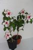 hibiscus Natal