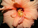 DSCF0040