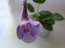 Minisinningia MC`s Lilac Spring