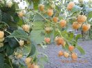 DSCN0701[1]