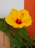4 august 2013-flori 040