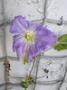 4 august 2013-flori 047