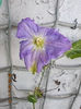 clematis jackmanii