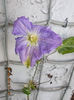4 august 2013-flori 049