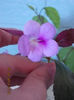 4 august 2013-flori 003