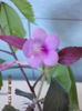 4 august 2013-flori 005