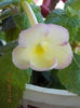 4 august 2013-flori 010