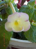 4 august 2013-flori 012