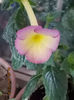 4 august 2013-flori 019