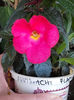 4 august 2013-flori 026