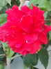 4 august 2013-flori 018