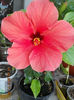 4 august 2013-flori 043