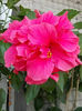4 august 2013-flori 044