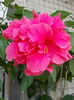4 august 2013-flori 046