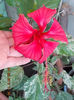 4 august 2013-flori 053