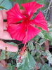 hibi surinam