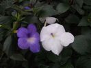 Annie Belle si Jay Dee Large White