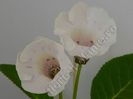 Gloxinia Jolly Rain II