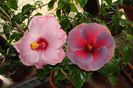 hibiscus Bayou Irene